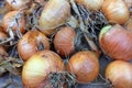 Drying onions crop process. Top view of dried onions on the market.