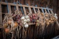 Drying onions of different colors infront of barn