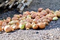 Drying onions in the garden