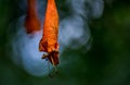 Drying out dying orange flower suspended