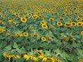 drying out of sunflower fields requiring watering Royalty Free Stock Photo