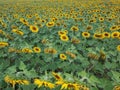 drying out of sunflower fields requiring watering