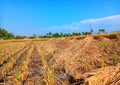 Drying paddy after harvesting