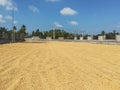 Drying Paddy on plate