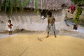 Drying Paddy seeds Royalty Free Stock Photo