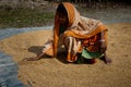 Drying Paddy seeds Royalty Free Stock Photo