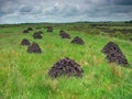 Drying peat