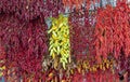 Drying peppers at the market