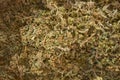Drying Pile of Raw Thyme Spice