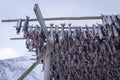 Drying racks for fish heads , high quality photo Royalty Free Stock Photo