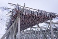Drying racks for fish heads , high quality photo Royalty Free Stock Photo