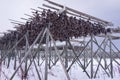 Drying racks for fish heads , high quality photo Royalty Free Stock Photo