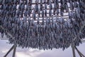 Drying racks for fish heads , high quality photo Royalty Free Stock Photo