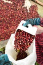 Drying red berries coffee in the sun Royalty Free Stock Photo