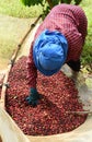 Drying red berries coffee in the sun Royalty Free Stock Photo