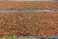 Drying red berries coffee in the sun Royalty Free Stock Photo