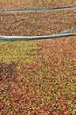 Drying red berries coffee in the sun Royalty Free Stock Photo