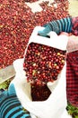 Drying red berries coffee in the sun Royalty Free Stock Photo