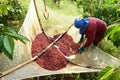 Drying red berries coffee in the sun Royalty Free Stock Photo