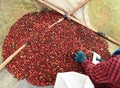 Drying red berries coffee in the sun Royalty Free Stock Photo