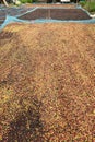 Drying red berries coffee in the sun Royalty Free Stock Photo