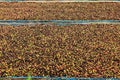 Drying red berries coffee in the sun Royalty Free Stock Photo