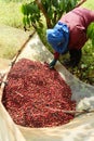 Drying red berries coffee in the sun Royalty Free Stock Photo