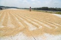 Drying rice