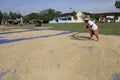 Drying rice