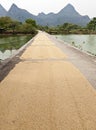 Drying Rice Grains along Street