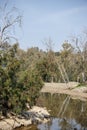 Drying river between eucalyptus trees Royalty Free Stock Photo