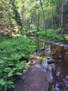 Drying river in the forest next to the ferns Royalty Free Stock Photo