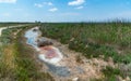 Drying and rotting algae in a coastal lake on the shore of the shallowed Tuzla estuary Royalty Free Stock Photo