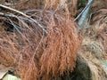 Drying spruce leaves and trunk