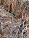 Drying spruce leaves and trunk