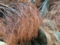 Drying spruce leaves and trunk