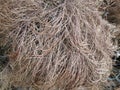 Drying spruce leaves and trunk