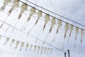 Drying Squid under sunlight