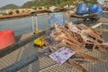 Drying squid under sunlight