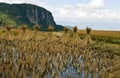 Drying stalks of rice in China