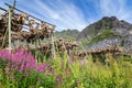 Drying stockfisch or cod Lofoten Islands Norway Royalty Free Stock Photo