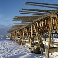 Drying stockfish Iceland