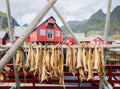 Drying stockfish cod in authentic traditional fishing village with traditional red rorbu houses in summer in Norwegian fjord.