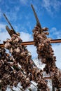 Drying stockfish cod heads in A fishing village in Norway Royalty Free Stock Photo