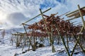 Drying stockfish cod heads in A fishing village in Norway Royalty Free Stock Photo