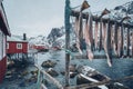 Drying stockfish cod in Nusfjord fishing village in Norway Royalty Free Stock Photo