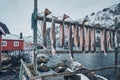 Drying stockfish cod in Nusfjord fishing village in Norway Royalty Free Stock Photo