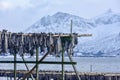 Drying stockfish - Gimsoy, Lofoten Island, Norway Royalty Free Stock Photo