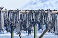 Drying stockfish - Gimsoy, Lofoten Island, Norway Royalty Free Stock Photo