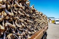 Drying stockfish in lofoten islands